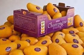 champagne mango